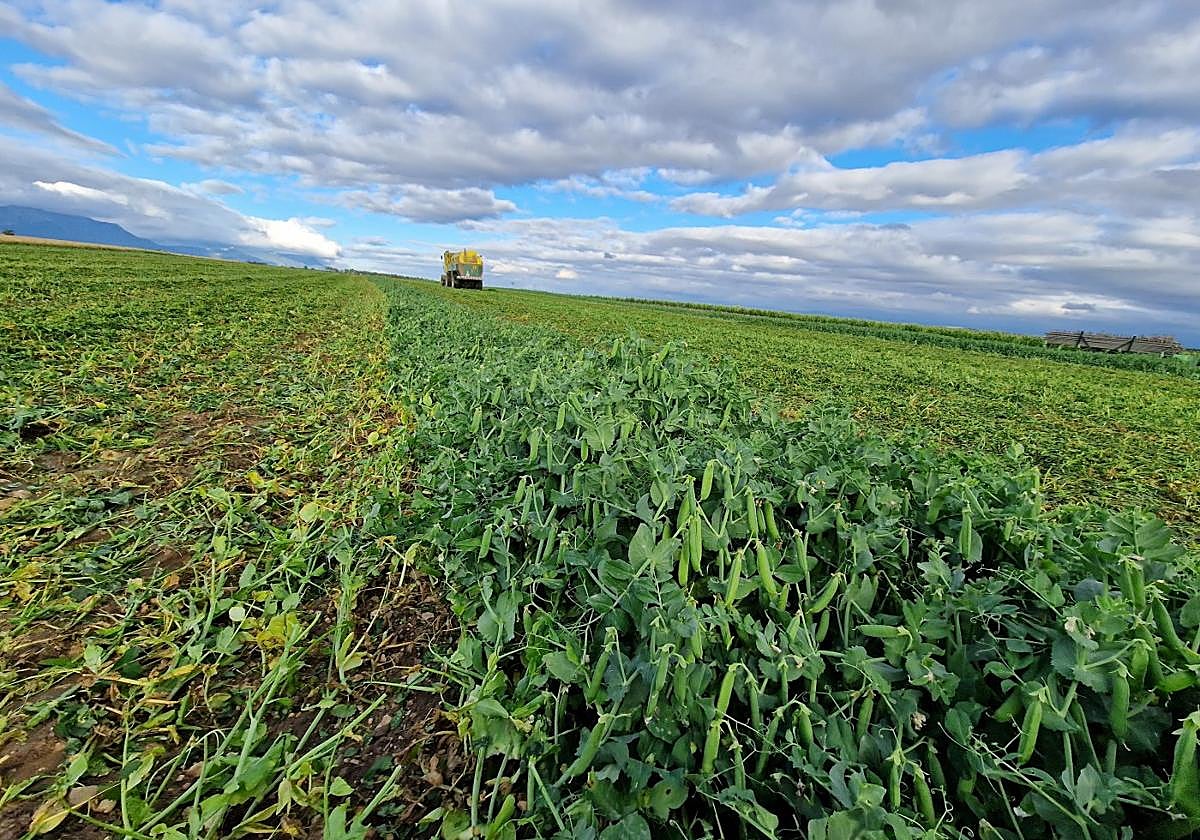 Cosecha de guisante, ayer en una parcela de La Rioja Alta.