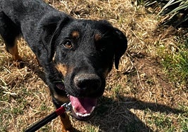 Müller, un perro mestizo, cariñoso y sociable