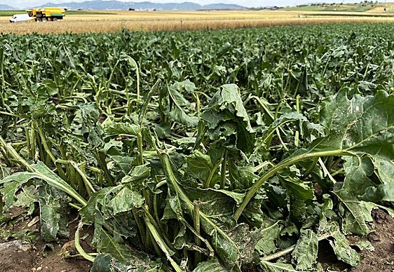 Una plantación de remolacha de Zarratón dañada por la tormenta de este martes.