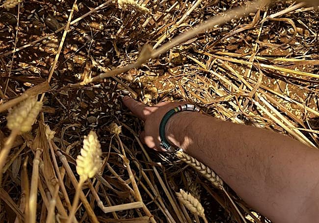 El grano del cereal, en el suelo tras la tormenta.