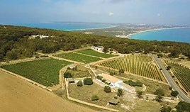 Vintae se asocia con Terramoll, en Formentera