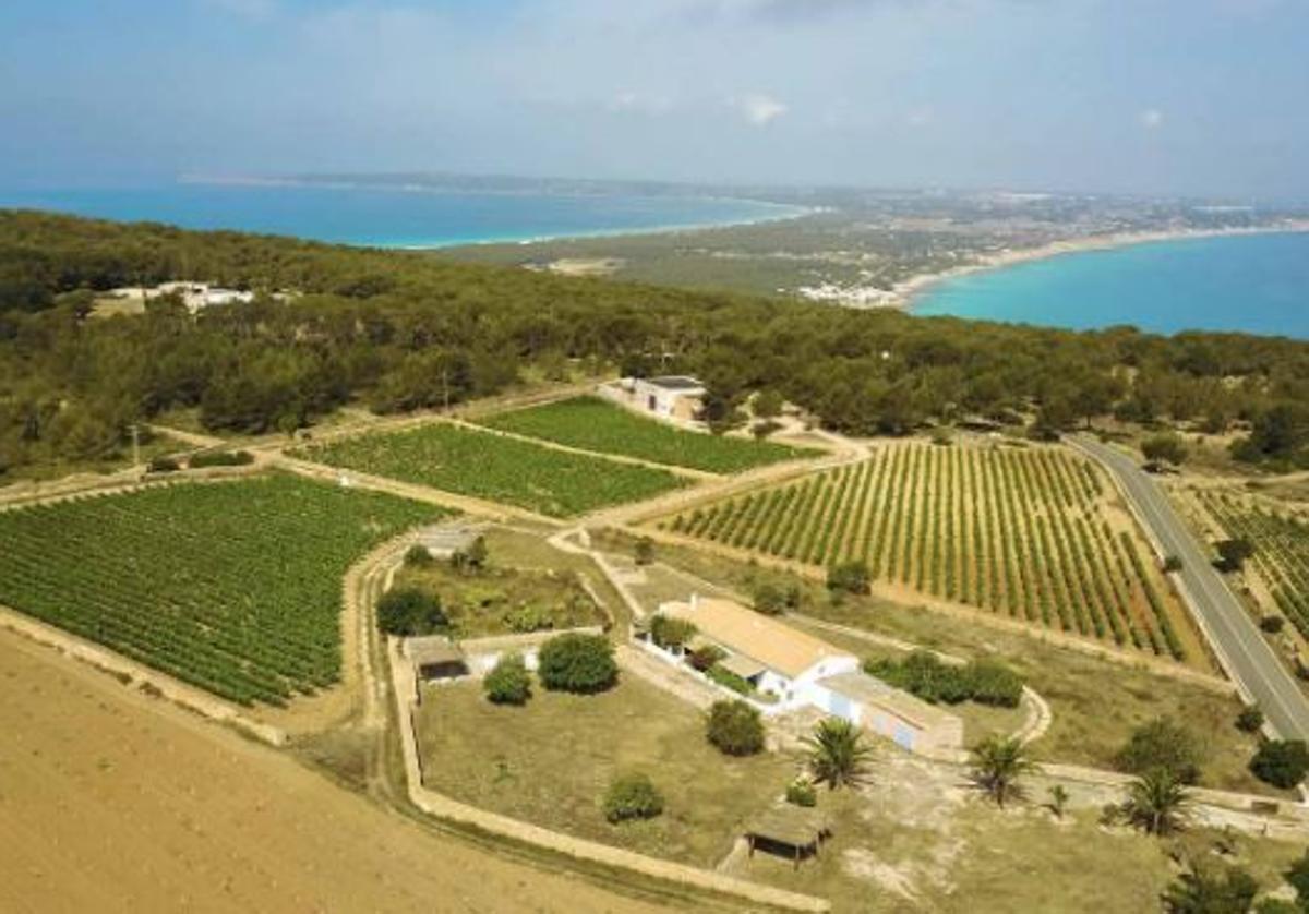 Vintae se asocia con Terramoll, en Formentera