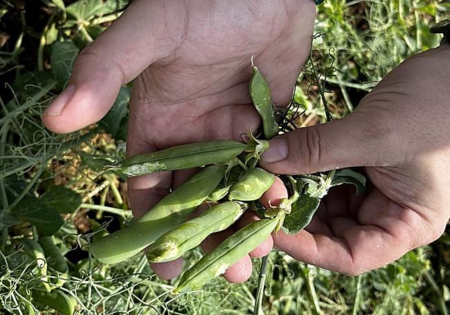 Guisante afectado por la tormenta en Zarratón.