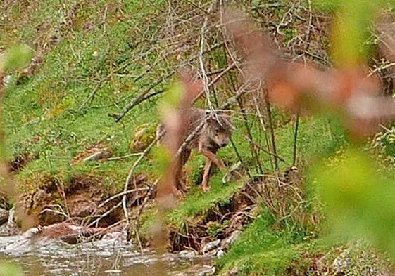 Un lobo avistado en Las Viniegras en 2018.