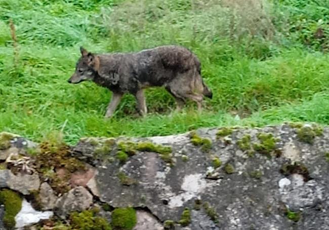 Lobo avistado en Viniegra de Abajo el pasado año 2024.