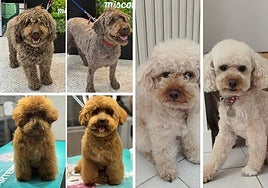 Tres perros antes y después de cortarles el pelo en Miscota (Choco), Doggy Doggy (Brownie) y La Perrukería de Laura (Coco), peluquerías caninas de Logroño.