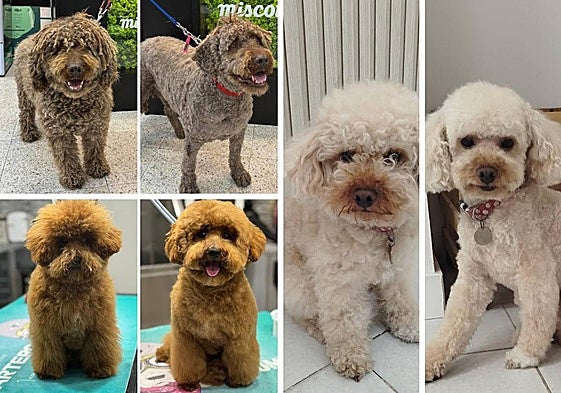 Tres perros antes y después de cortarles el pelo en Miscota (Choco), Doggy Doggy (Brownie) y La Perrukería de Laura (Coco), peluquerías caninas de Logroño.
