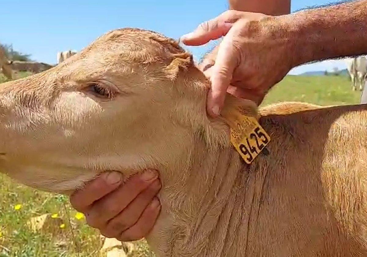 Crotal convencional que se puso en marcha hace treinta años y garantiza la trazabilidad.