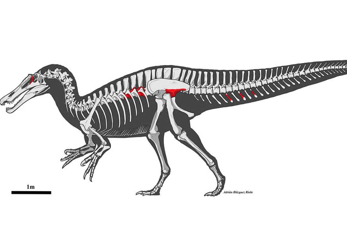 Un riojano participa en el hallazgo de los restos del mayor dinosaurio carnívoro que habitó en la península ibérica