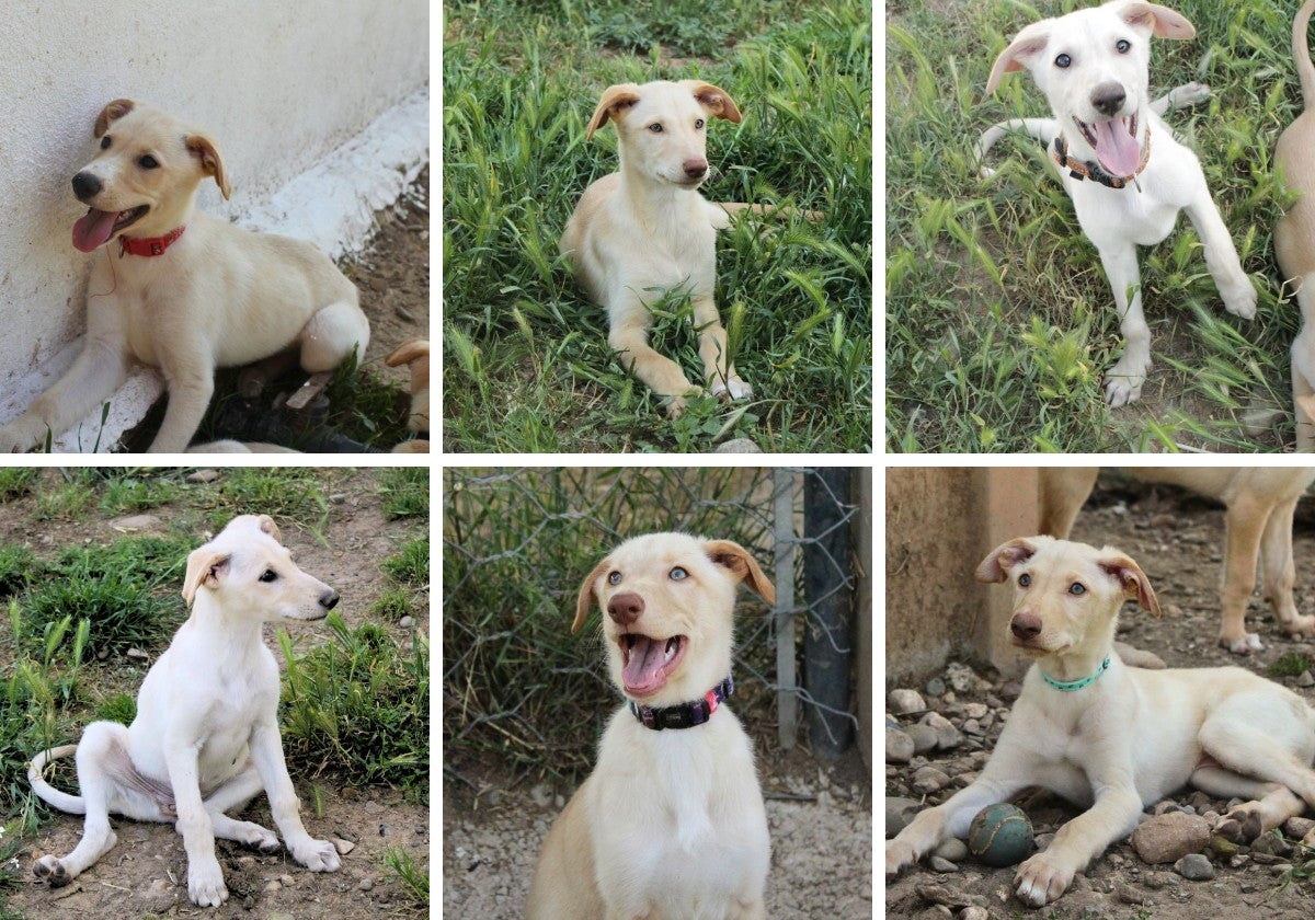 Seis cachorros de perro a la espera de un hogar