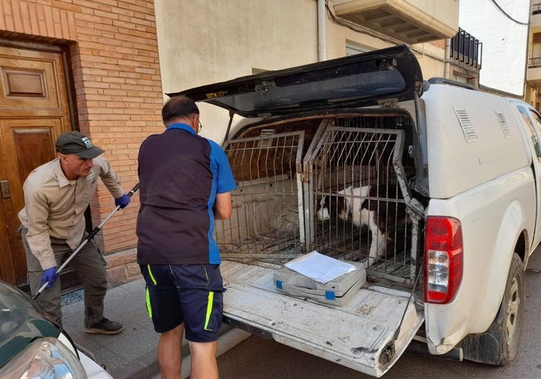 Uno de los animales rescatados, en el vehículo para su traslado.