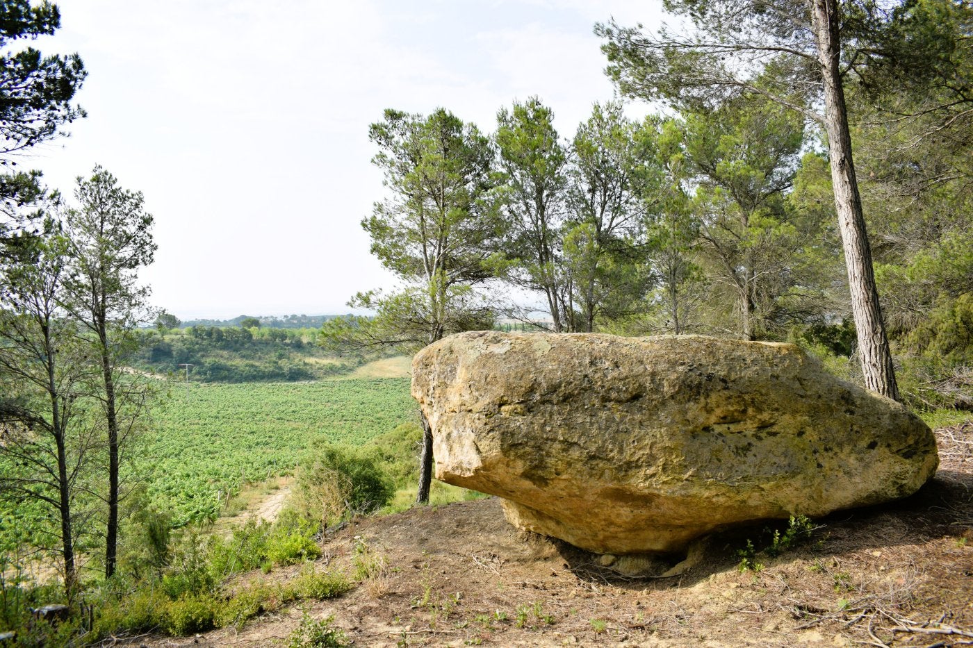En medio de un pinar de Hacienda El Ternero se encuentra esta gran roca con nueve oquedades en su pulida parte superior, con dos canalillos, por donde se filtraría la sangre de los animales que allí se sacrificarían en rituales.