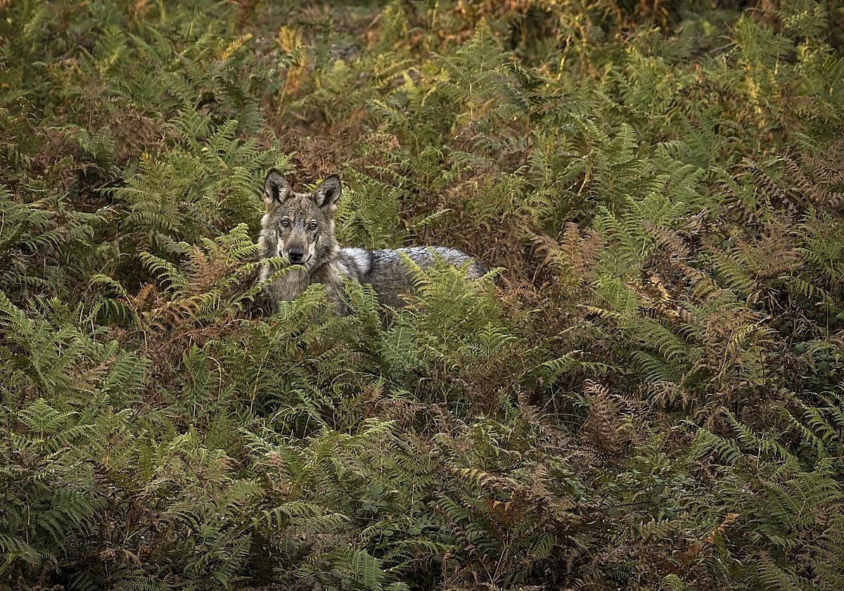 Un lobo observa entre helechos.