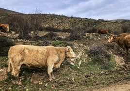 Un grupo de vacas pastan en la sierra riojana, en una imagen de archivo.