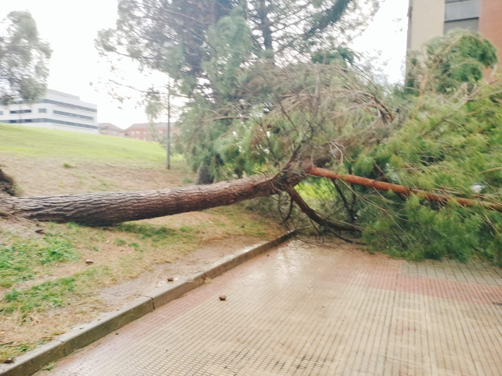Las imágenes de la fuerte tormenta caída en Logroño