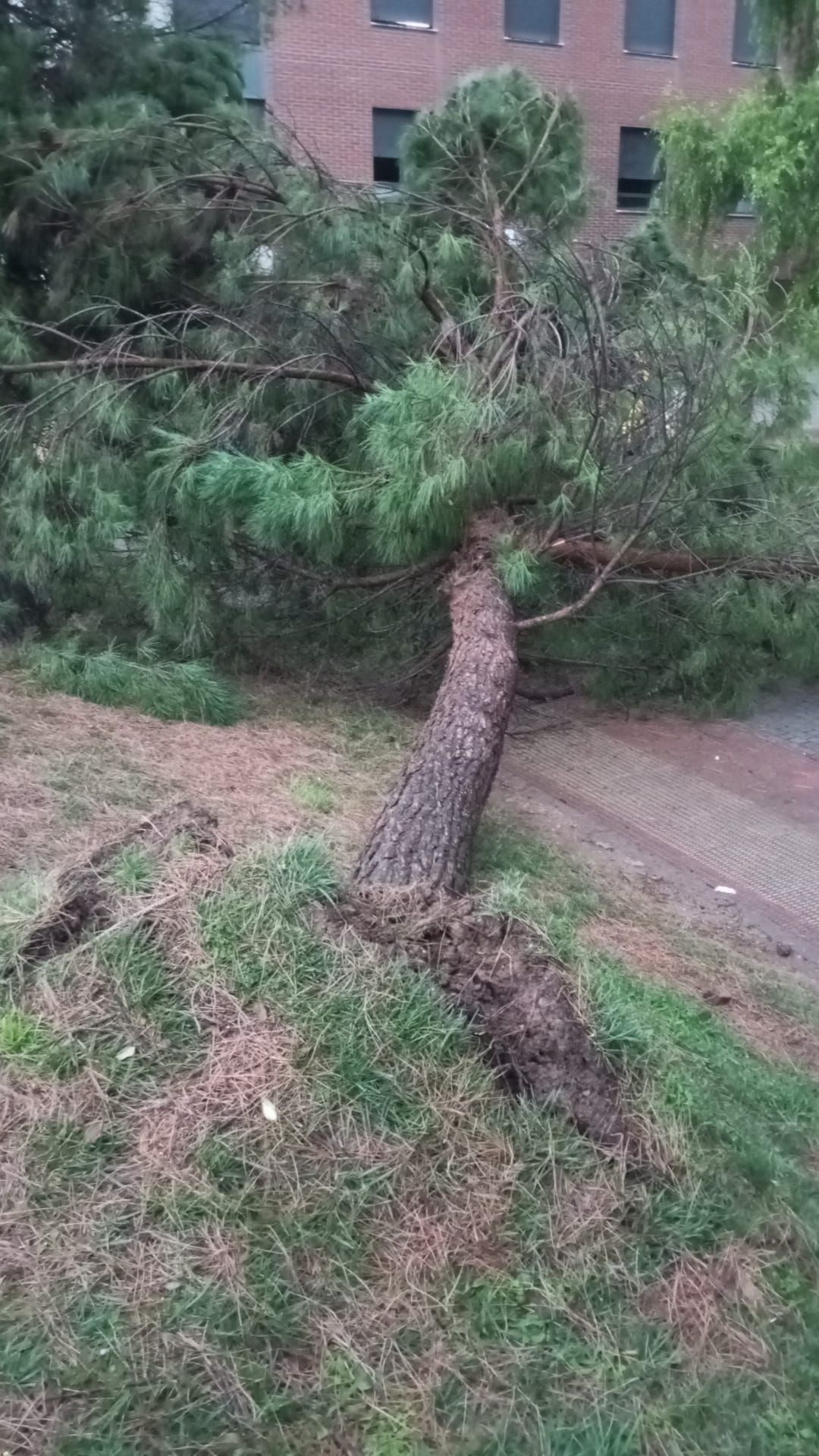 Las imágenes de la fuerte tormenta caída en Logroño