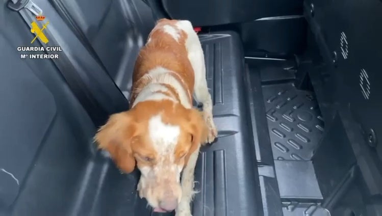 Rescatan a un perro atrapado en una balsa de riego