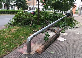 Destrozos causados por las rachas de viento en Logroño
