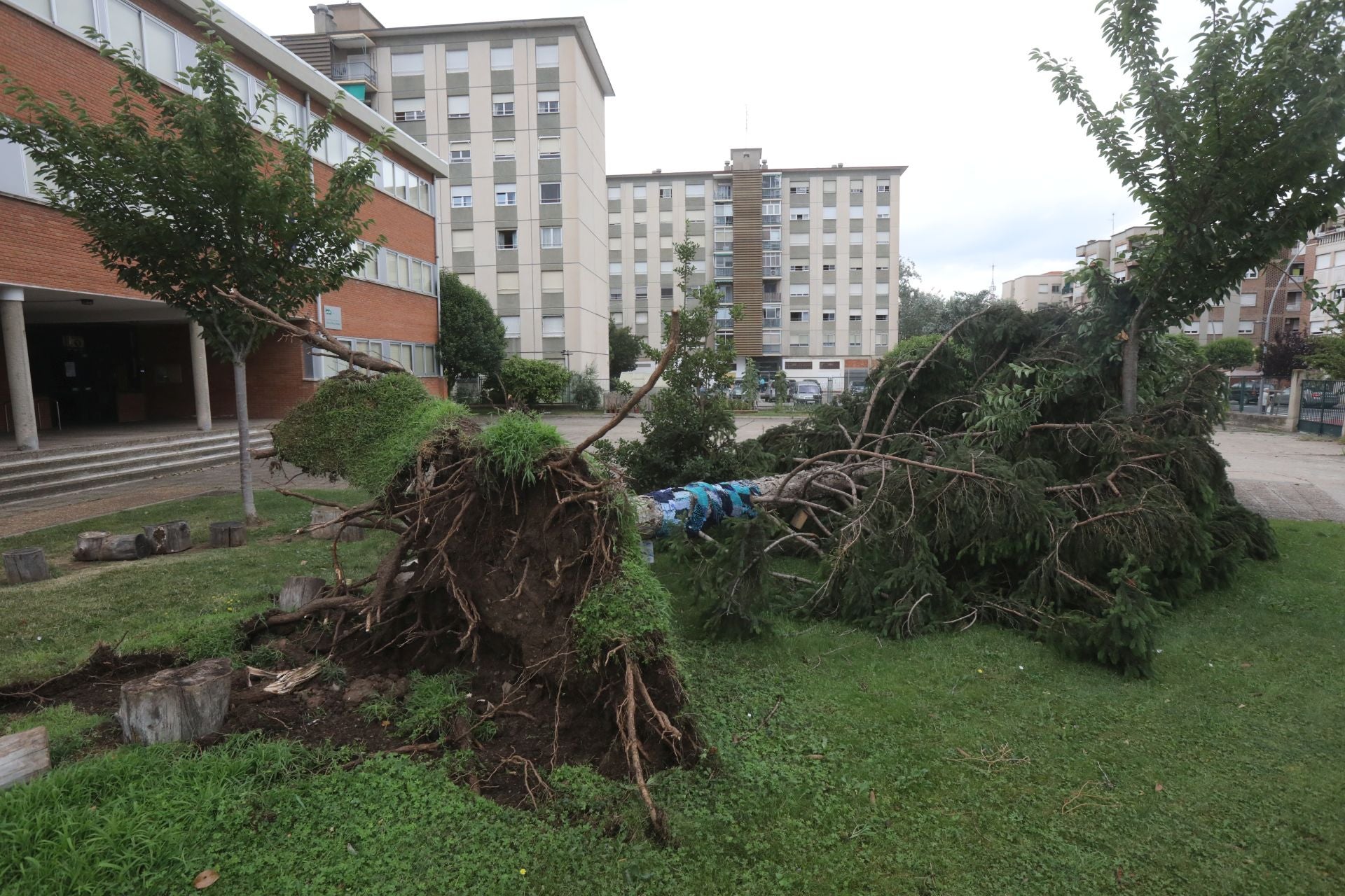 Primer plano del árbol arrancado de cuajo en el colegio Obispo Blanco Nájera.