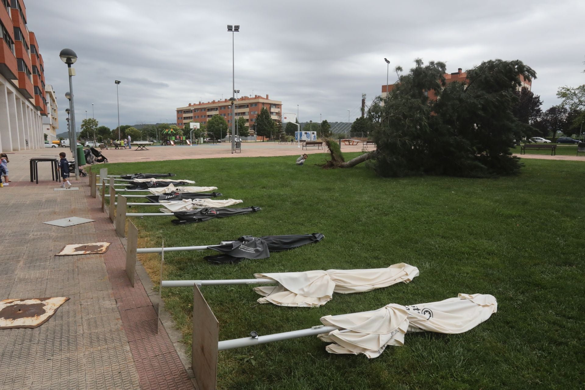 Sobrillas tiradas y árbol arrancado en Los Lirios.