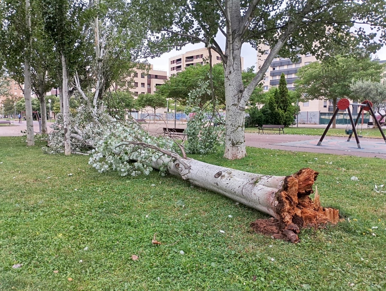 Árbol arrancado en Cascajos.
