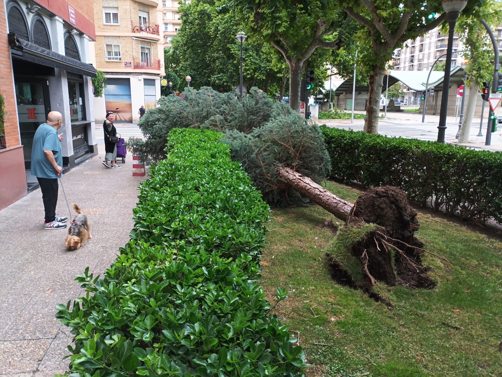 Árbol arrancado en Duquesa de la Victoria con Autonomía de La Rioja