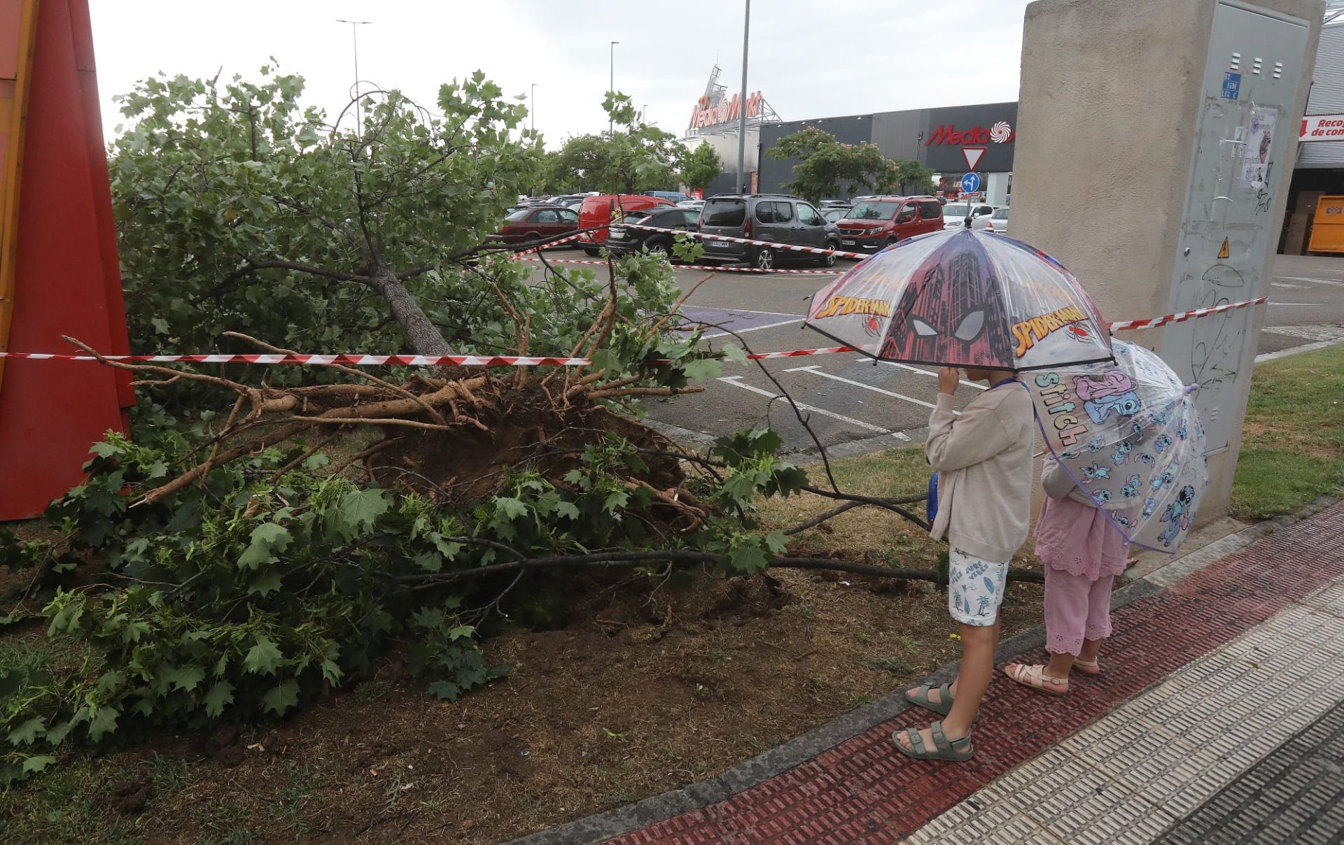 Árbol afectado en Los Lirios