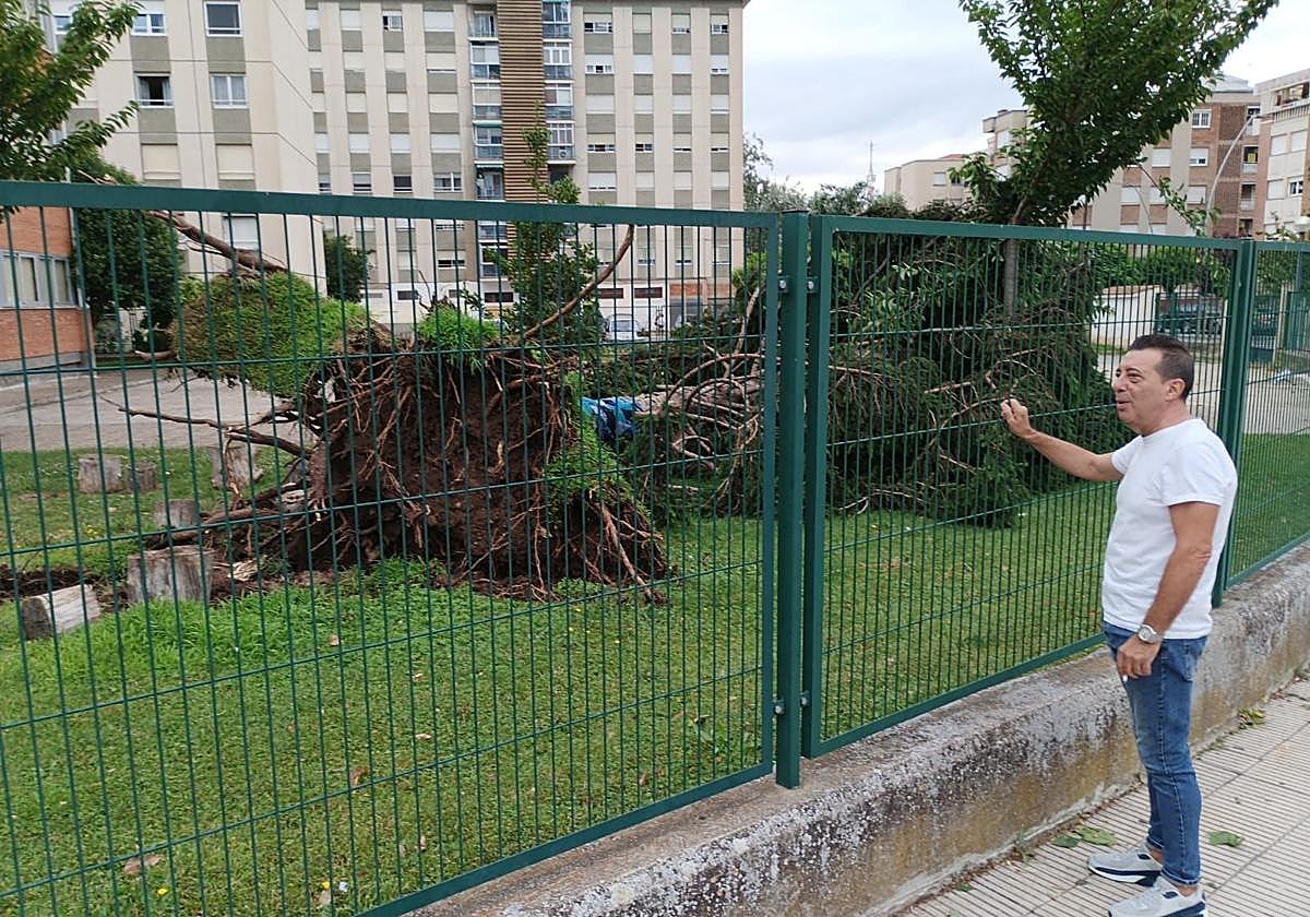 El día después de la tormenta: árboles arrancados y ramas rotas