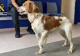 La Guardia Civil rescata de un perro atrapado en una balsa de riego en El Villar de Arnedo