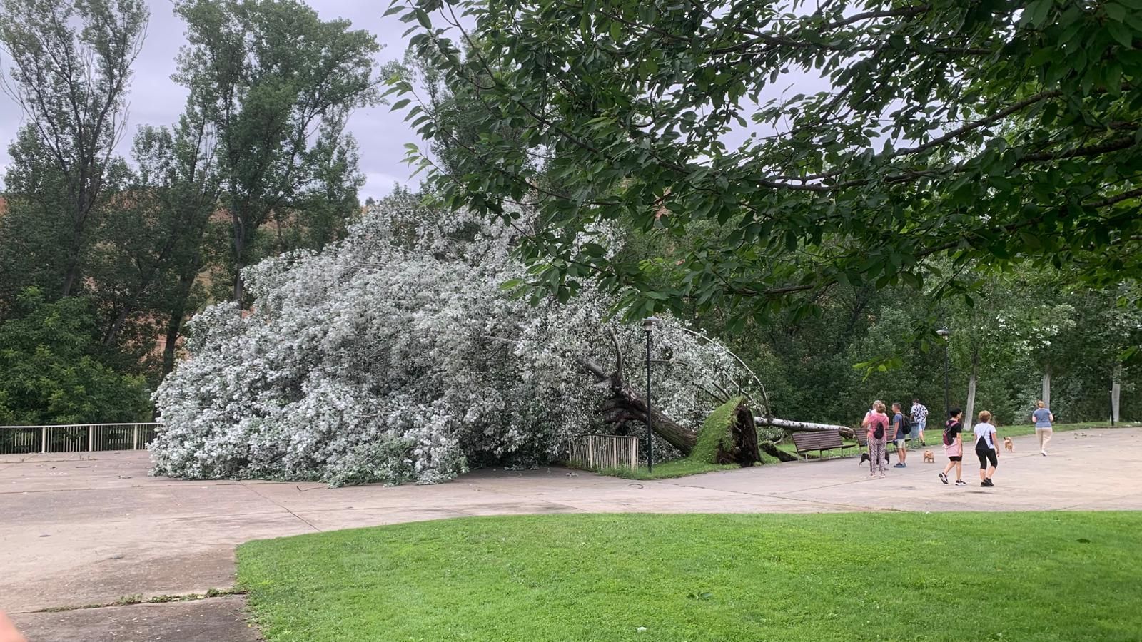 Árbol caído en el parque de La Ribera