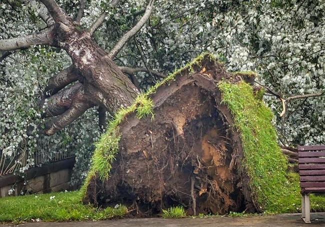 Árbol arrancado en Riojafórum.
