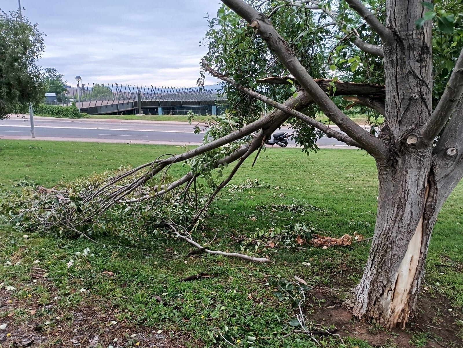 Bastantes daños en la masa arbórea de Varea, que tuvo que cerrar algunas calles