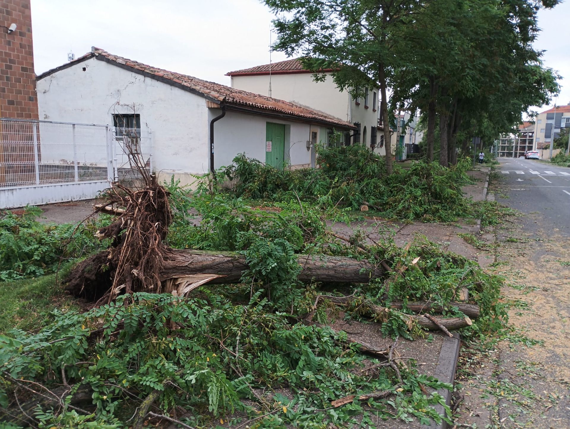 Bastantes daños en la masa arbórea de Varea, que tuvo que cerrar algunas calles
