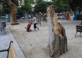El plátano del parque Gallarza que no resistió las fuertes rachas de viento una vez retirado y a la espera de ver qué hacer con el tocón.
