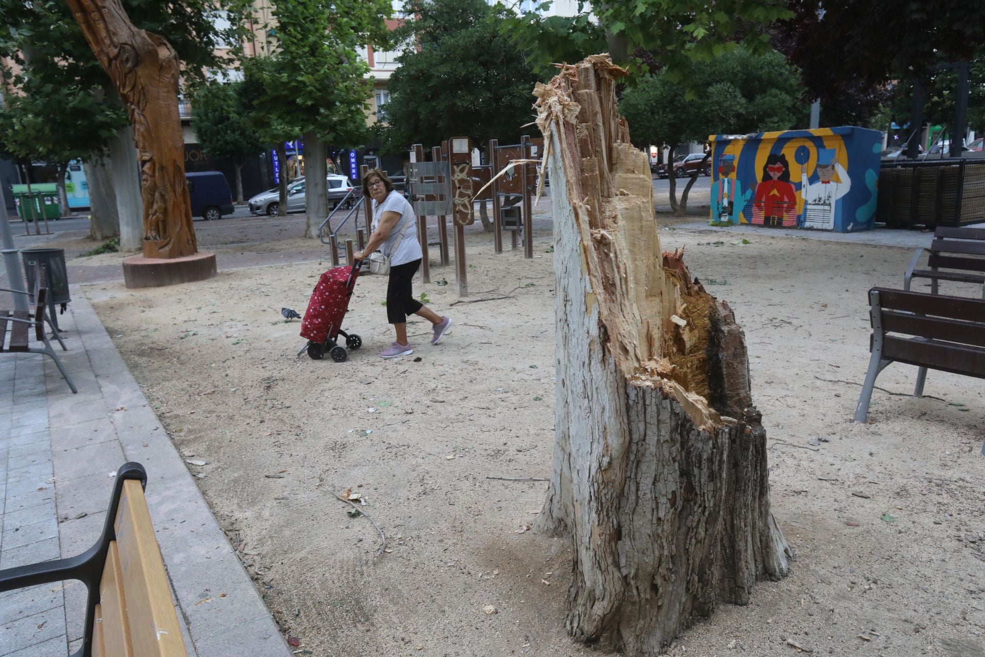 El plátano del parque Gallarza que no resistió las fuertes rachas de viento una vez retirado y a la espera de ver qué hacer con el tocón.