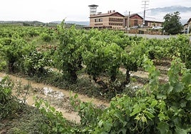 Viñedos encharcados en Villabuena, en Rioja Alavesa por la tormenta del viernes