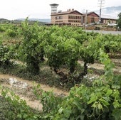 Viñedos encharcados en Villabuena, en Rioja Alavesa por la tormenta del viernes