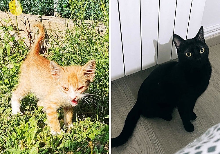 Ronnie, a la izquierda, y Rasputín.