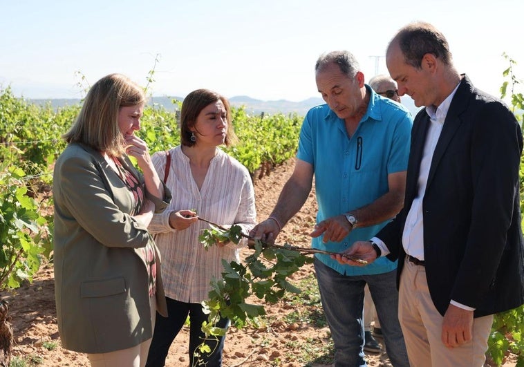 La consejera Noemí Manzanos; la directora de Agroseguro para La Rioja y Navarra, Mari Luz Cano; el viticultor Lito Díez; y el director general de Agroseguro, Sergio de Andrés, comprueban los daños provocados en el viñedo