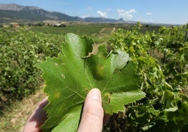Imagen de una hoja de viña afectada por el mildiu.
