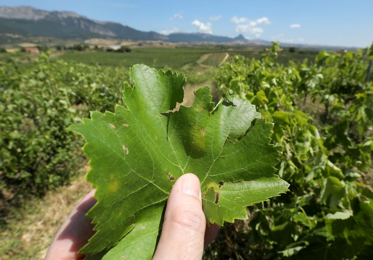 Imagen de una hoja de viña afectada por el mildiu.