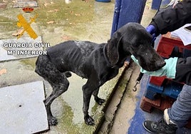 Uno de los perros rescatados.