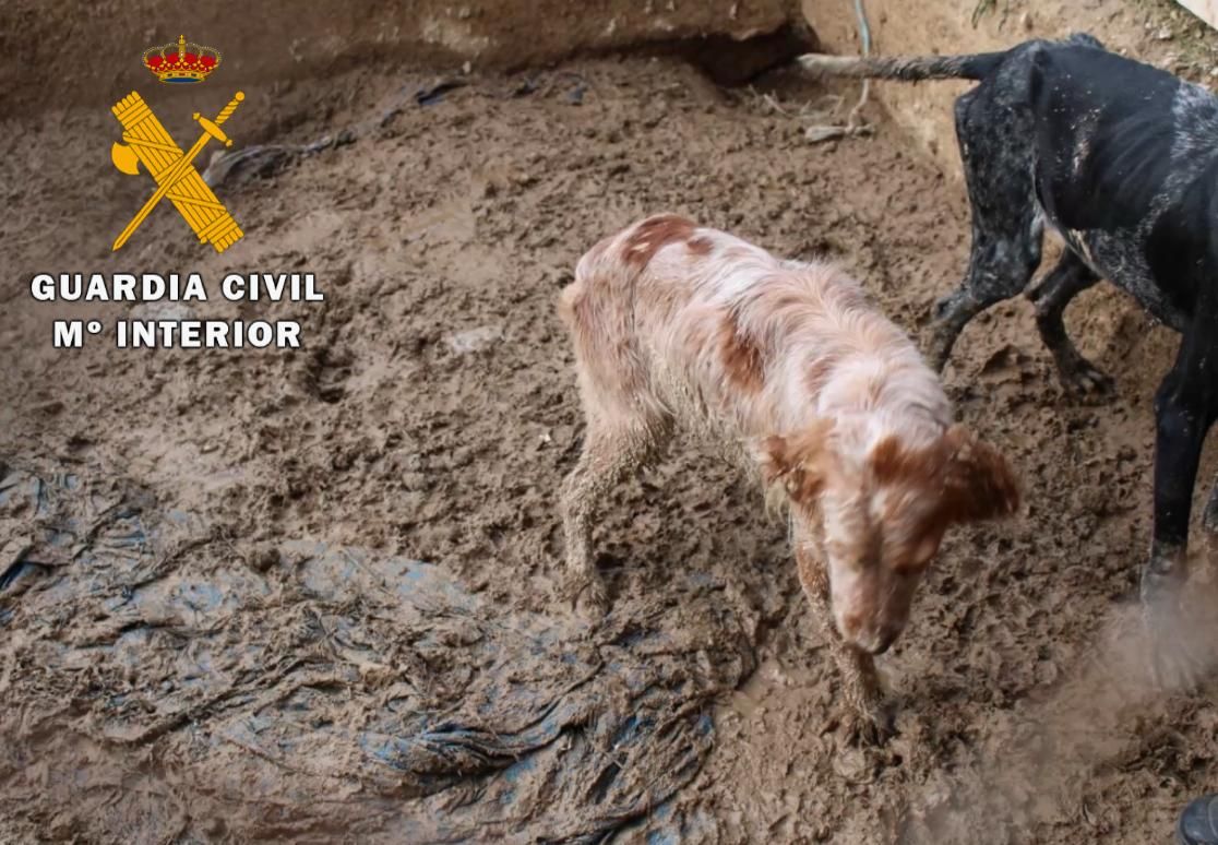 En estas condiciones estaban los perros rescatados en Lodosa