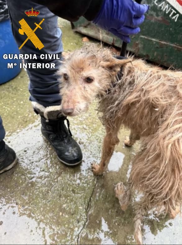 En estas condiciones estaban los perros rescatados en Lodosa