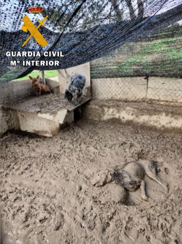 En estas condiciones estaban los perros rescatados en Lodosa
