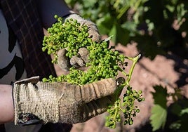 Vendimia en verde en un viñaedo a primeros de julio.
