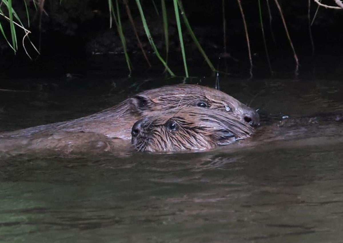 Imagen secundaria 1 - Castores captados en el río Iregua, en Torrecilla en Cameros.