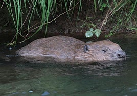 Uno de los castores establecidos en el río Iregua, dentro del término municipal de Torrecilla en Cameros, días atrás.