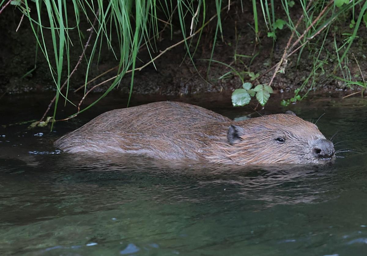 Uno de los castores establecidos en el río Iregua, dentro del término municipal de Torrecilla en Cameros, días atrás.
