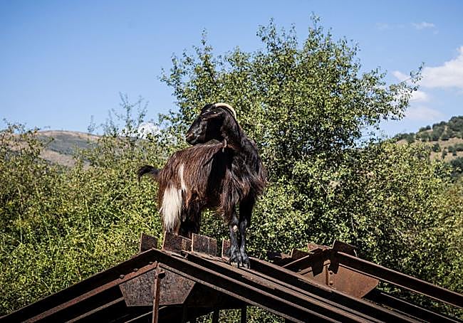 Una cabra del rebaño de Mario López.